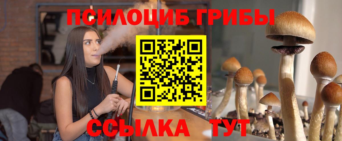 продажа наркотиков  Вход с VPN  Псилоцибиновые грибы Psilocybe  Будённовск  Псилоцибиновые грибы MAGIC MUSHROOMS 